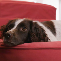72cm x 72cm - Cocoon Pet Sleeper
